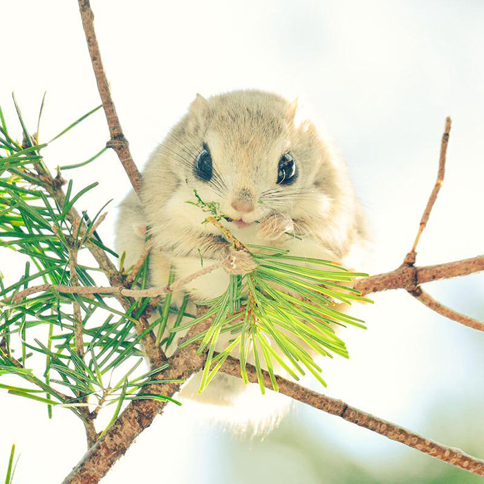 Japanese Dwarf Flying Squirrels