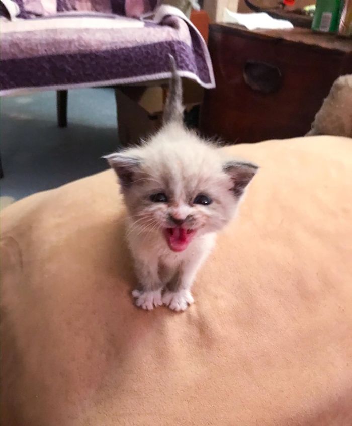 Foster Kitty Who Gives The Cutest Smile