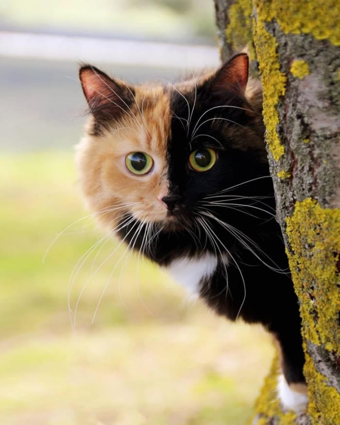 Yana Chimera Two Faced Cat