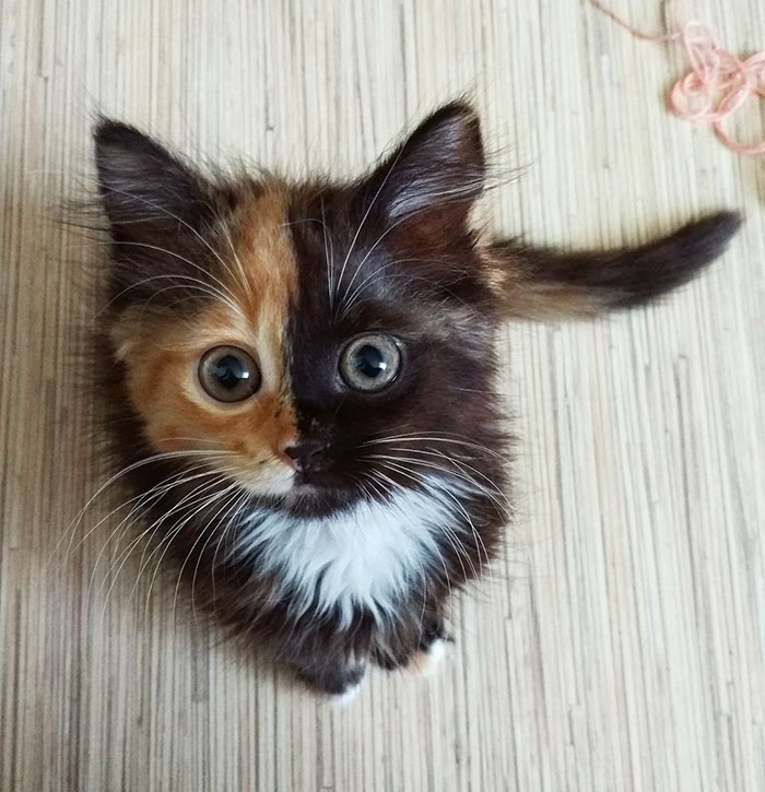 Yana Chimera Two Faced Cat