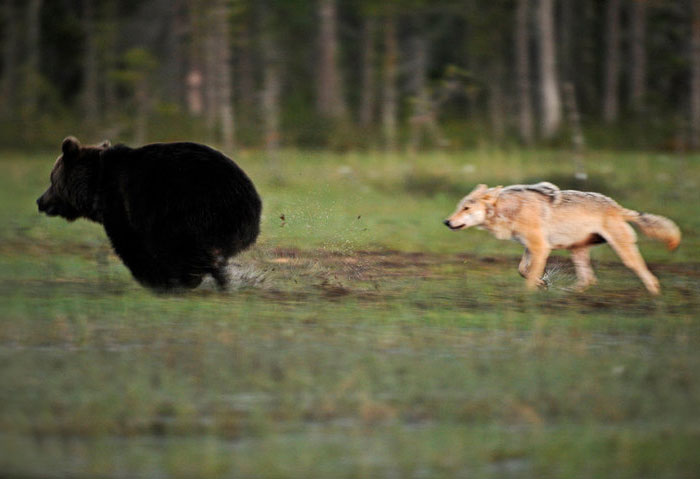 Friendship Between Wolf And Bear