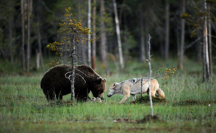 Friendship Between Wolf And Bear