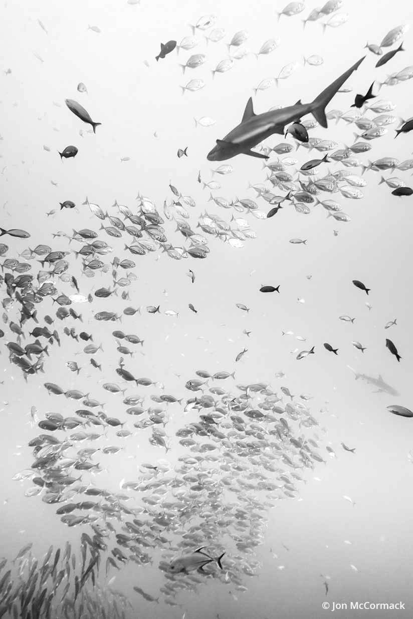 Black and white photo of fish and a shark