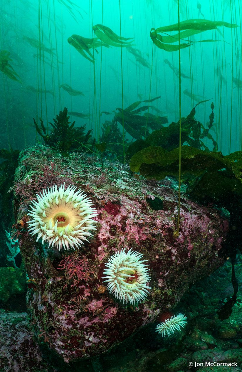 Underwater photo of kelp and sea creatures