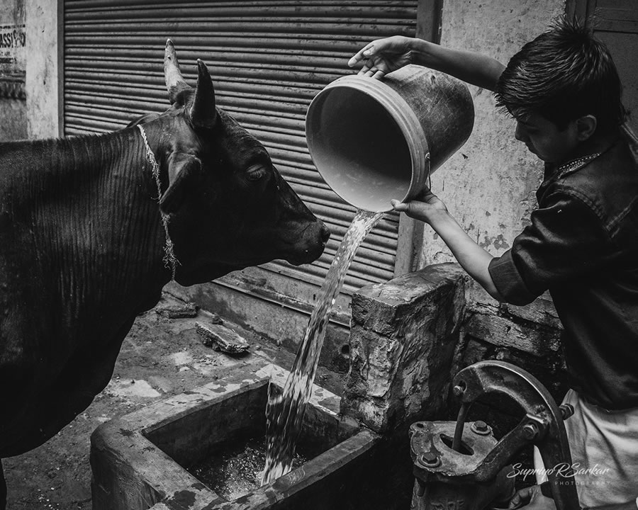 Co-Existence: Bulls Of Varanasi By Supriyo R Sarkar