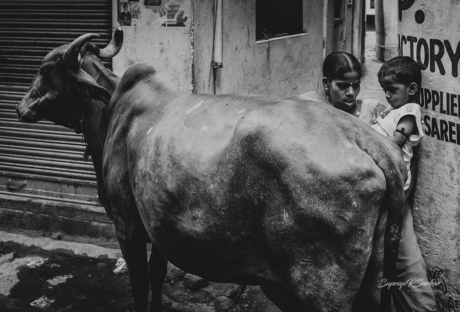 Co-Existence: Bulls Of Varanasi By Supriyo R Sarkar