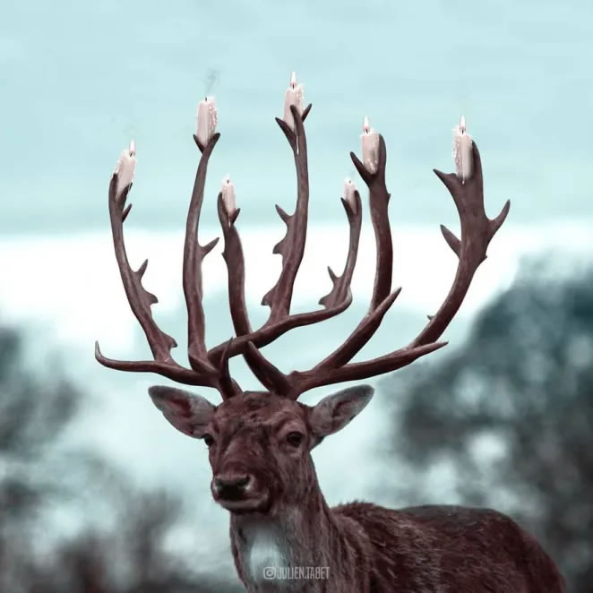 Animal Photo Manipulations by Julien Tabet