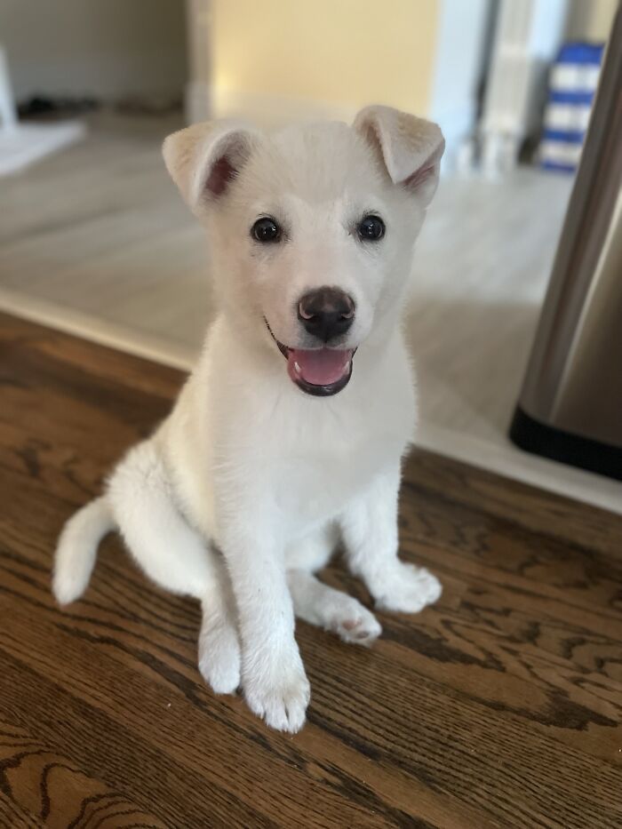 Cute Adoption Pets Photos