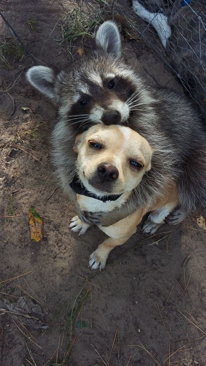 Friendship Between Animals