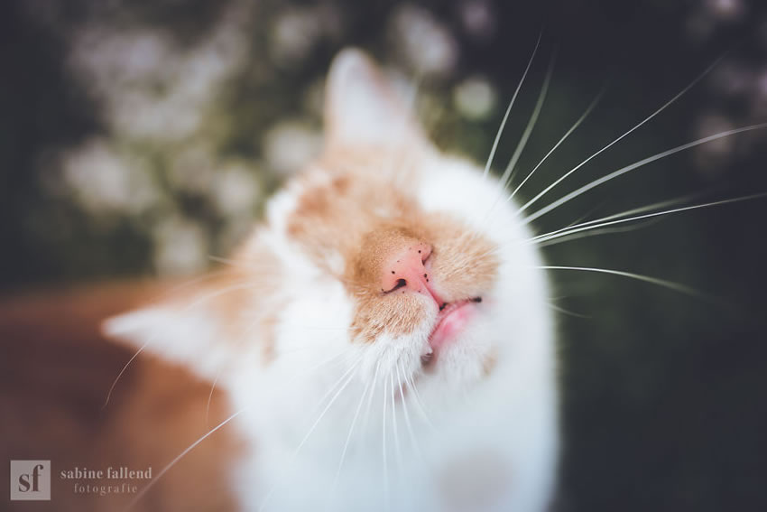Eyeless Cat Kazou by Sabine Fallend
