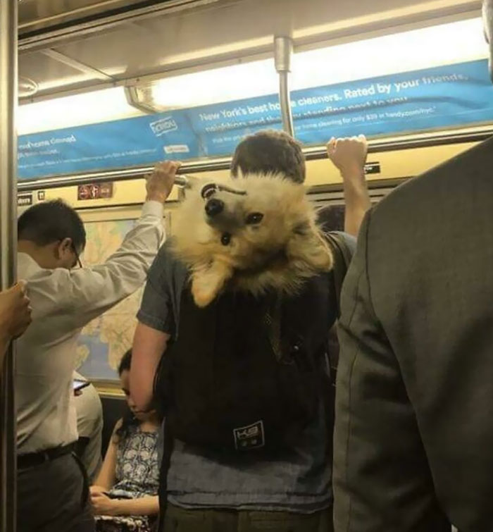Funny And Strange Things Spotted On The Subway