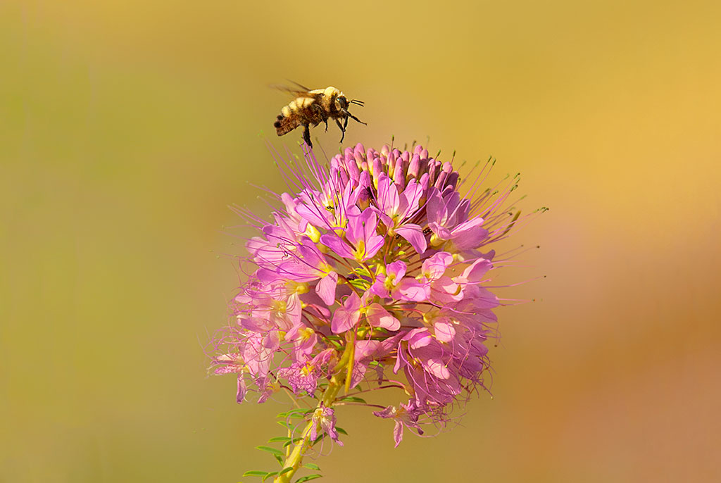 Photo of a honeybee