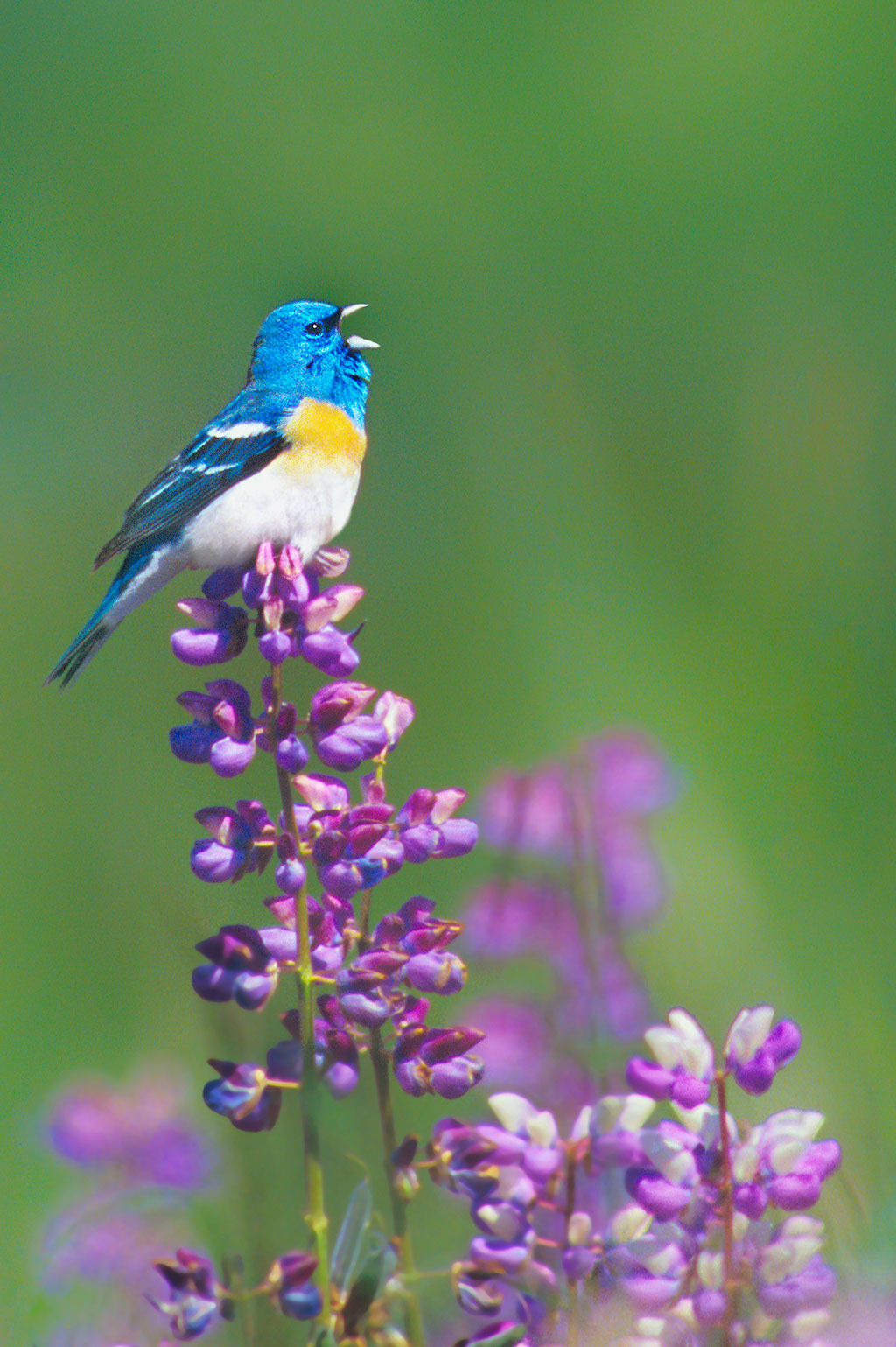 Photo of a bird on a wildflower