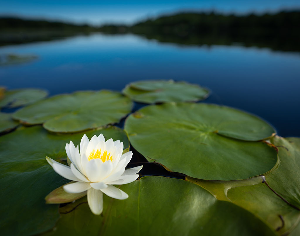 Photo of a water lily