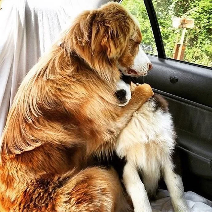 Heartwarming Animal Photos