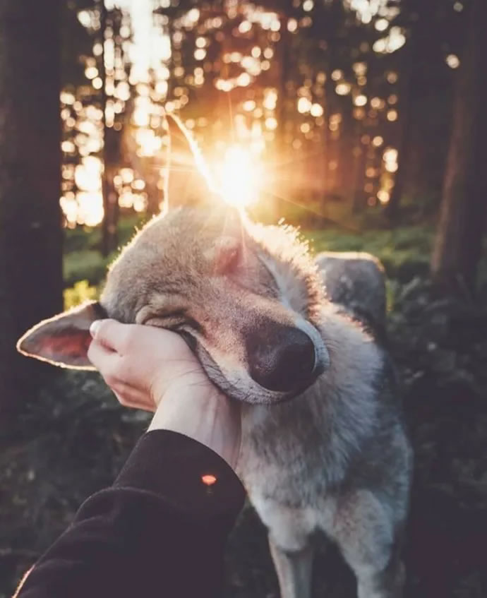 Heartwarming Animal Photos