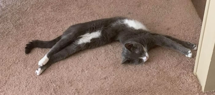 Funny Cat Photos So Flexible And Agile