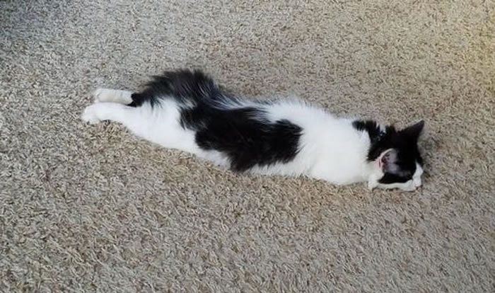 Funny Cat Photos So Flexible And Agile