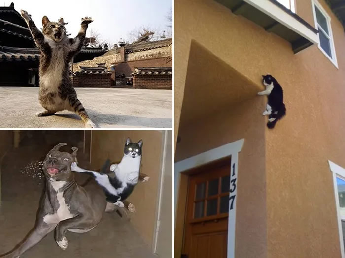 Funny Photos Of Cats Are Masterful Ninjas