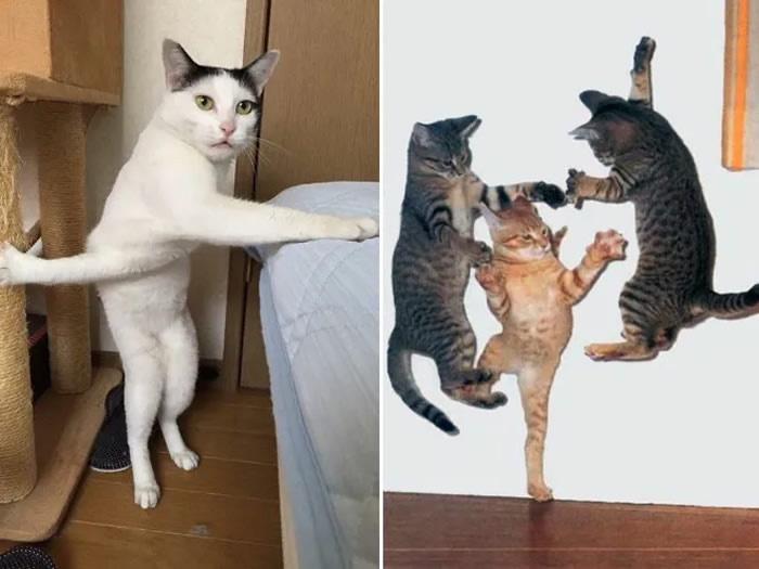 Funny Photos Of Cats Are Masterful Ninjas