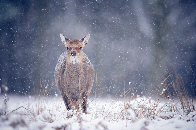 brr, it's winter - Beautiful Bokeh Photography