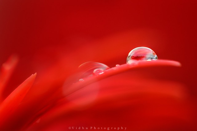 A dream in red - Beautiful Bokeh Photography