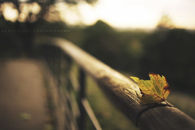 Hanging on for the weekend - Beautiful Bokeh Photography