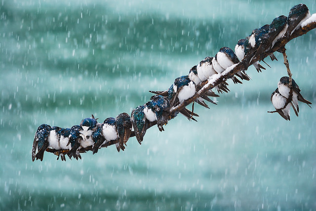 Seemingly Surreal Swallows in a Spring Snowstorm - Beautiful Bokeh Photography