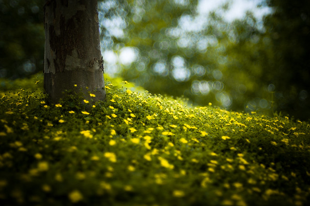 Green Tree - Beautiful Bokeh Photography