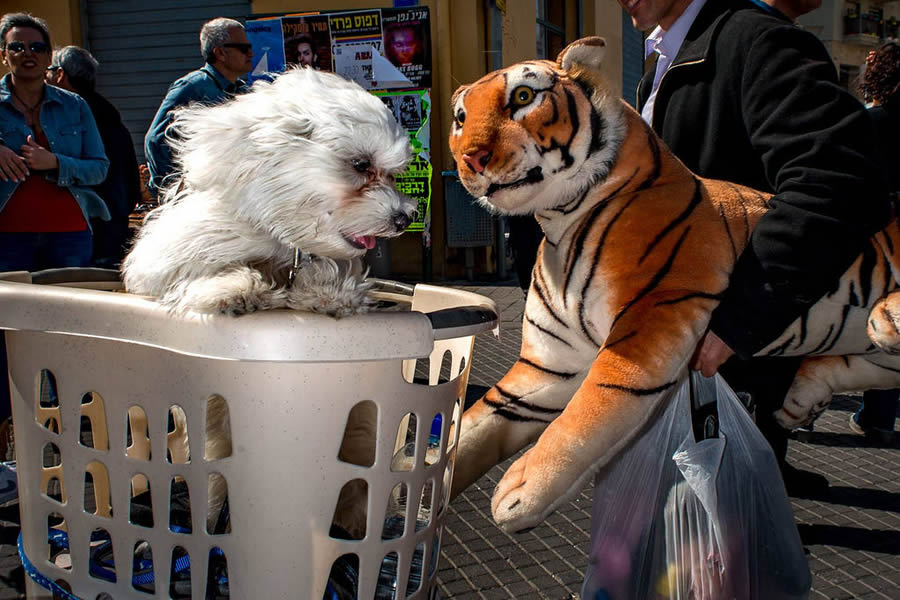 Tiger and Dog - Street Photography and the art of composition photos