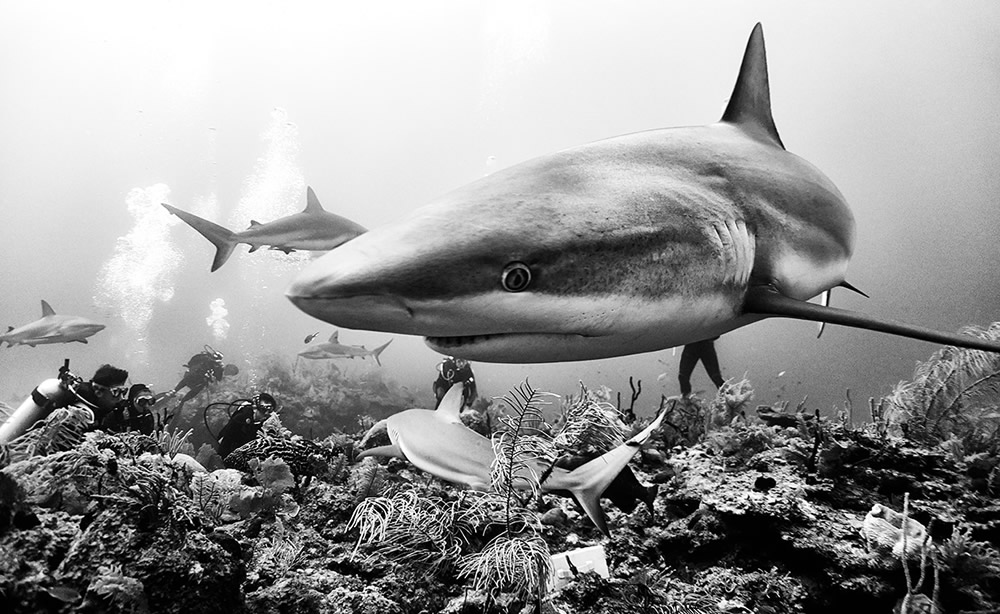 Beautiful Black And White Photographs Of Under The Sea By Anuar Patjane Floriuk