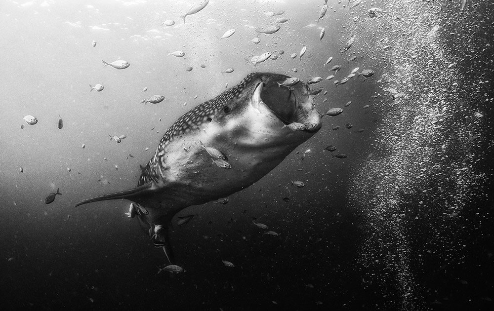 Beautiful Black And White Photographs Of Under The Sea By Anuar Patjane Floriuk