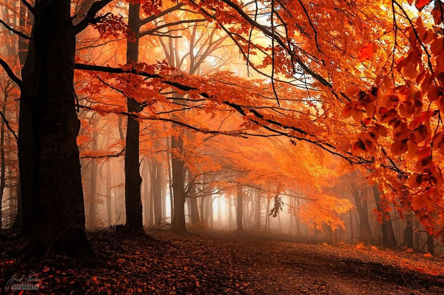 Beautiful Autumn Forests Of Czech Republic By Janek Sedlar