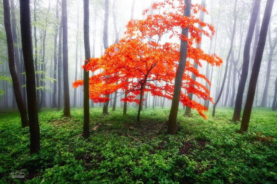 Beautiful Autumn Forests Of Czech Republic By Janek Sedlar