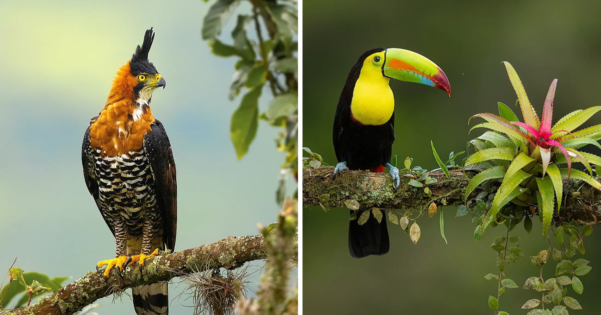 Bird Photographs In Costa Rica by Supreet Sahoo
