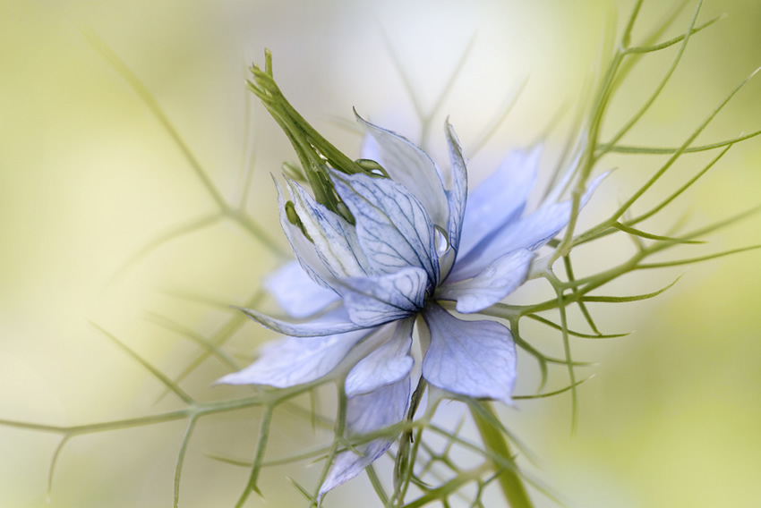 Beautiful Floral Photography by Mandy Disher