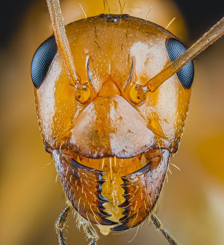 CloseUp Photos Of Ants by Joshua Coogler