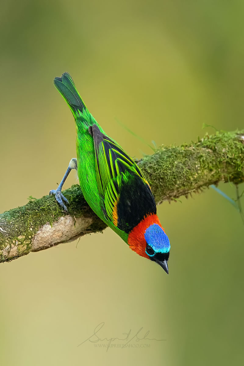Bird Photos Of Brazilian Atlantic Forests By Supreet Sahoo