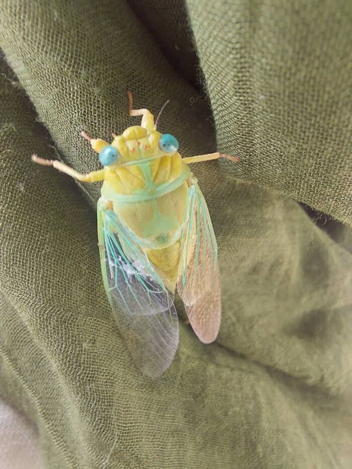 Beautiful And Cute Bugs Photos