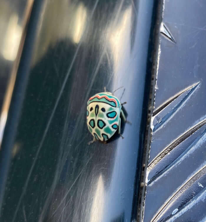 Fascinating Insects That Reveal the Hidden Wonders