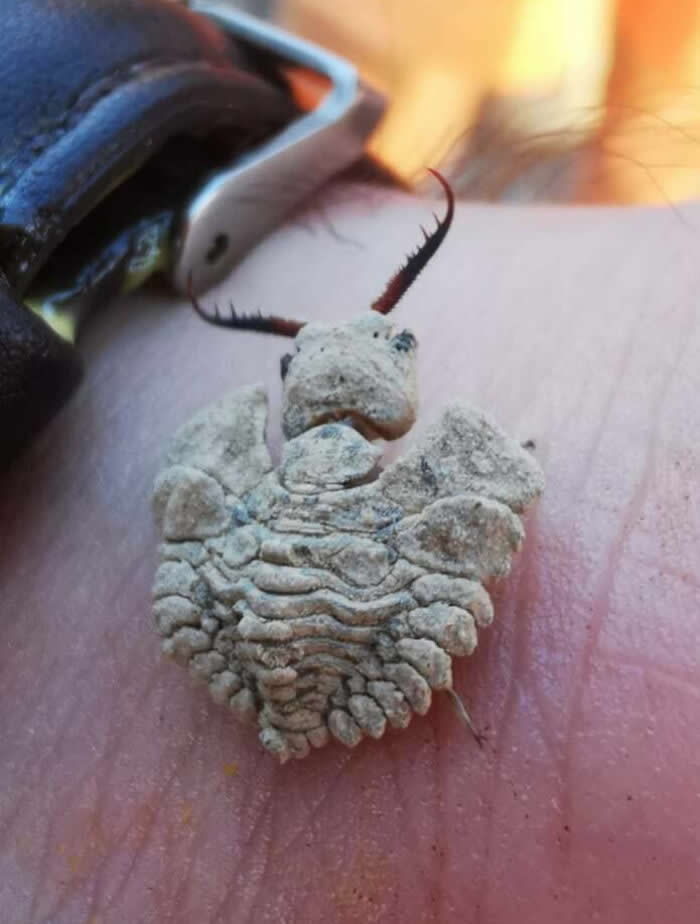 Fascinating Insects That Reveal the Hidden Wonders