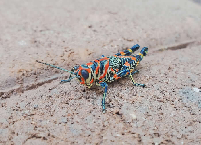 Fascinating Insects That Reveal the Hidden Wonders