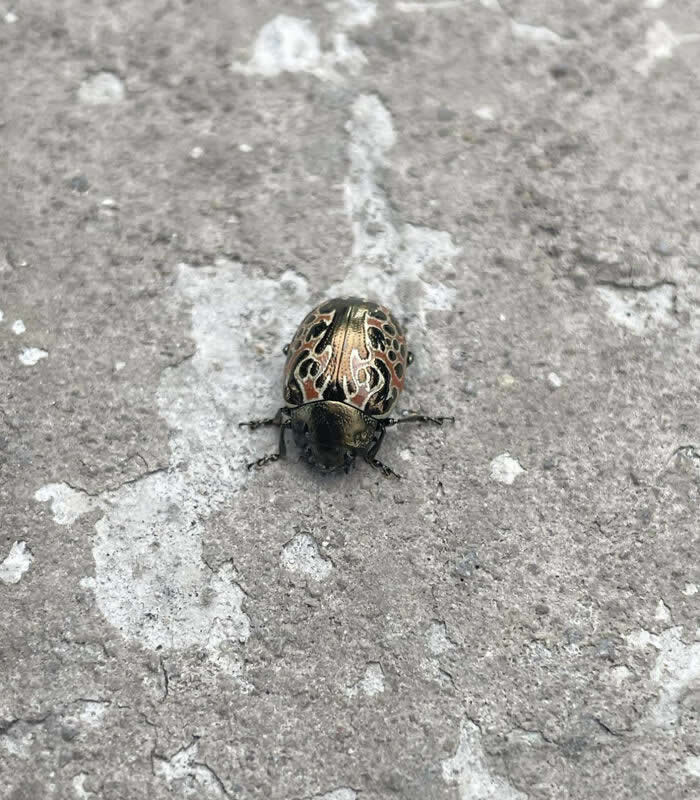 Fascinating Insects That Reveal the Hidden Wonders