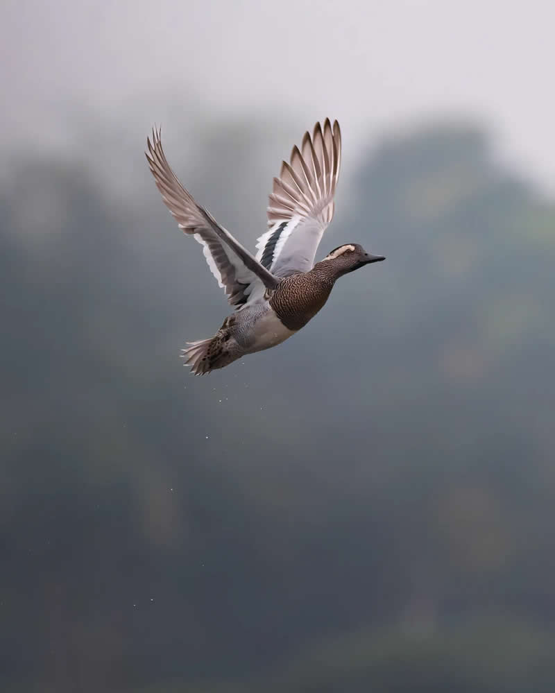 Indian Bird Photography by Jayanta Basak