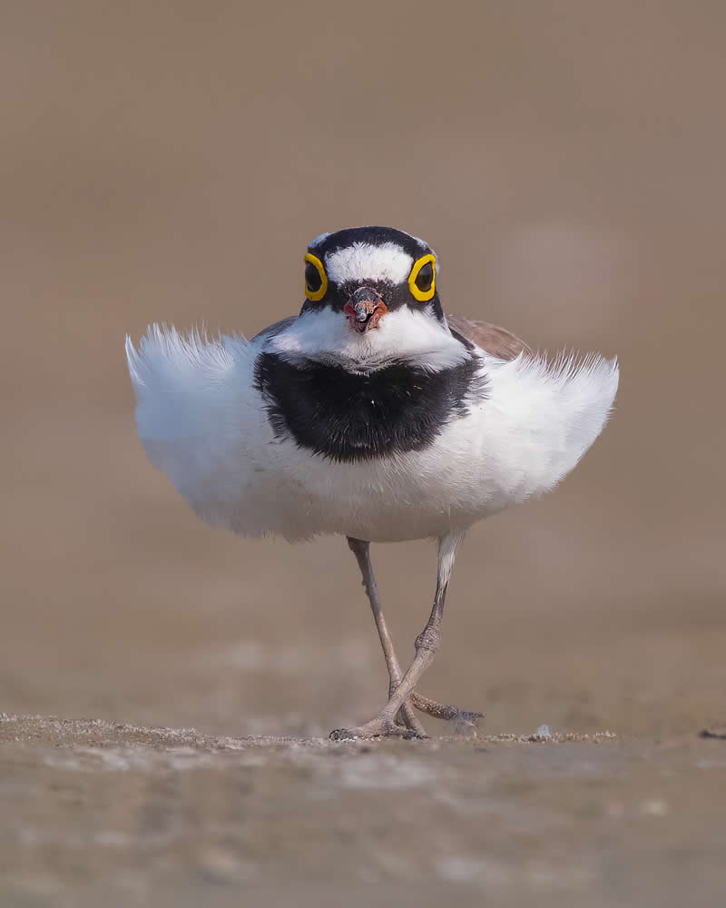 Indian Bird Photography by Jayanta Basak