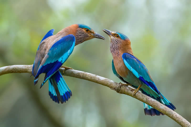 Indian Bird Photography by Jayanta Basak