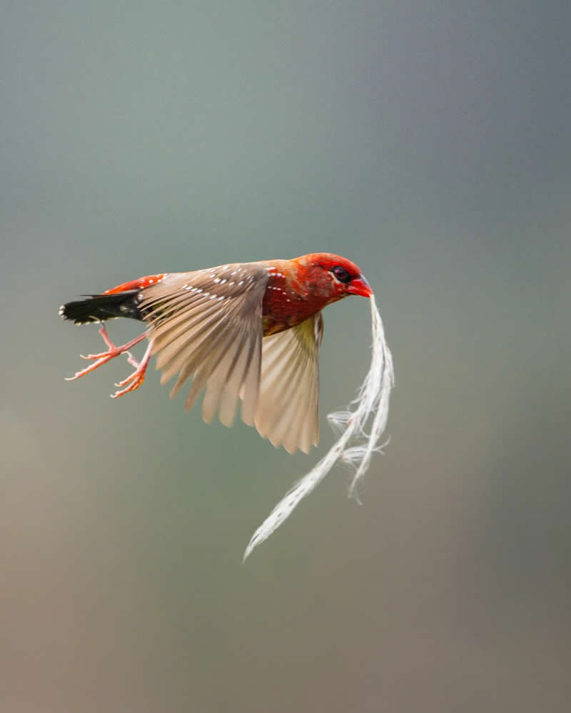 Indian Bird Photography by Jayanta Basak
