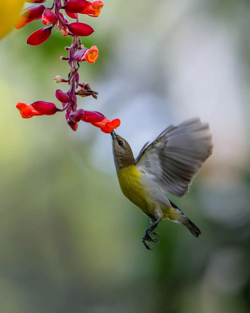Indian Bird Photography by Jayanta Basak