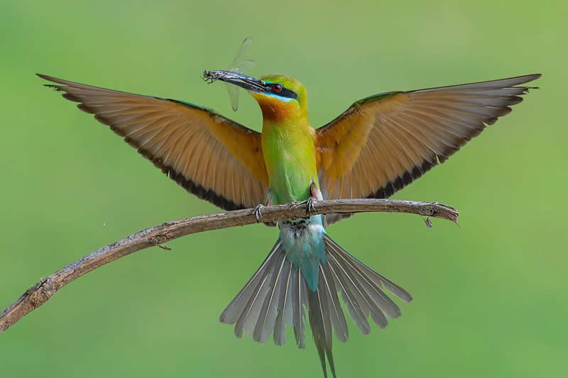 Indian Bird Photography by Jayanta Basak
