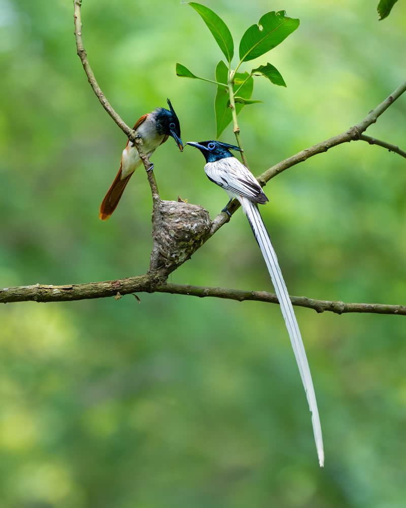 Indian Bird Photography by Jayanta Basak